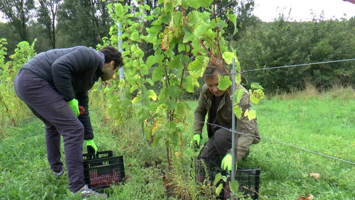 Naissance d’un vignoble à Beersel